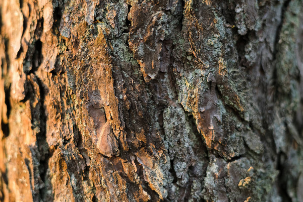 Pine tree texture side lit by sun in the forest. Tree bark in th - Fotoğraf, Görsel