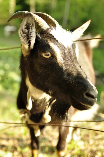 Portret of a goat - Photo, Image
