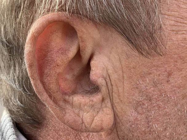 Η δομή του αυτιού του γέρου. Ρυτίδες στην επιφάνεια του δέρματος. Γκρίζα υφή τρίχας. Το αυτί ενός άντρα. - Φωτογραφία, εικόνα