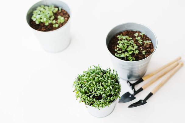 Herbs seedlings in metal pots - Φωτογραφία, εικόνα