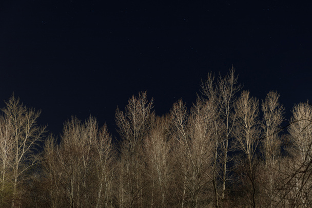 Treetops z suchych oddziałów i jasne ciemne nocne niebo - Zdjęcie, obraz