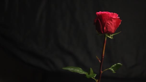 Vörös Rózsa rügy fekete homályos háttér. Szappanbuborékok esik egy virág. Közeli. légbuborékok. gyönyörű lágy függőleges Rózsa. - Felvétel, videó