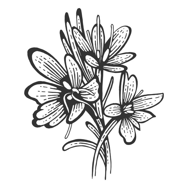 Fiore di zafferano Crocus sativus spezie schizzo incisione vettoriale illustrazione. Imitazione in stile gratta e vinci. Immagine disegnata a mano
. - Vettoriali, immagini