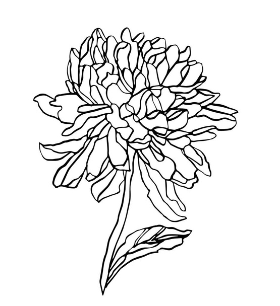 Decorative vector ink of drawing chrysanthemum flower - Вектор, зображення