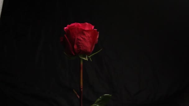 Vörös Rózsa rügy fekete homályos háttér. fehér füst egy vízipipa borítja a virágot. Közeli. légbuborékok esik egy virág. Buborék - Felvétel, videó