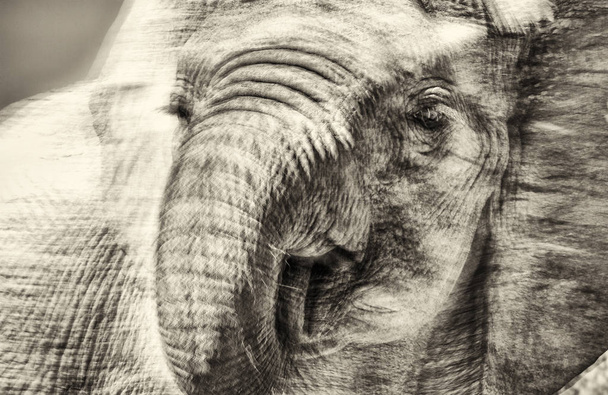Портрет африканского теленка слона в естественной среде
 - Фото, изображение