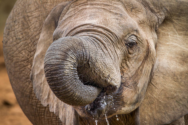 Close view portrait of african elephant  - Zdjęcie, obraz