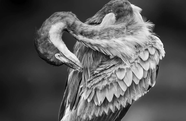 Близкий вид экзотических крыльев диких птиц
 - Фото, изображение