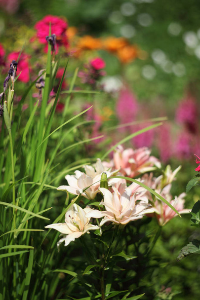 Corner of the garden with lily flowers. - 写真・画像