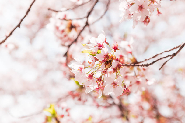 Beautiful full bloom cherry Blossom in the early spring season. Pink Sakura Japanese flower - Photo, Image