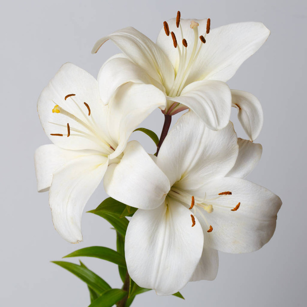 A bouquet of white lilies isolated on a gray background. - 写真・画像