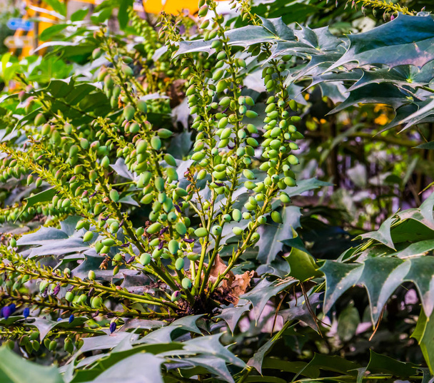 καρποφόρα Mahonia Media θάμνος σε κοντινό πλάνο, δημοφιλή φυτά κήπου, φυτό με μούρα - Φωτογραφία, εικόνα