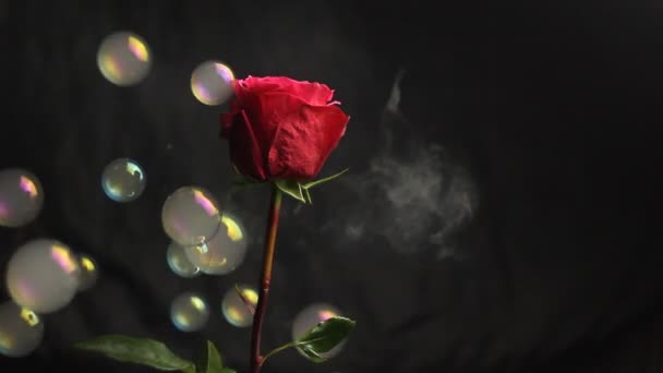 Czerwona róża Bud na czarnym niewyraźne tło. biały dym z fajki otacza kwiat. Zbliżenie. pęcherzyki powietrza opadają na kwiat. Bubble - Materiał filmowy, wideo