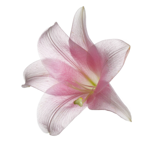 Gently pink lily flower isolated on white background. - Valokuva, kuva