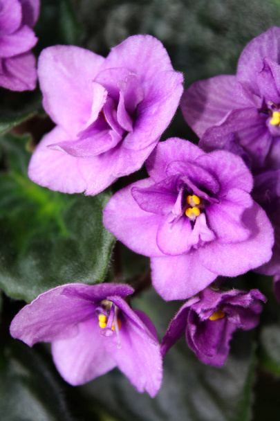 Beautiful spring violet flowers in all its glory - Zdjęcie, obraz