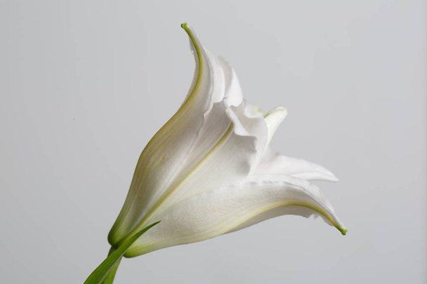 Terry white lily flower isolated on gray background. - Photo, image