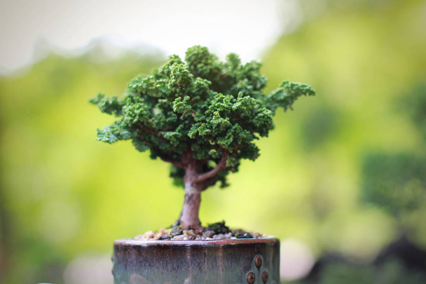 Sekka Hinoki Japanese bonsai in hand and nature blurred background - Photo, Image