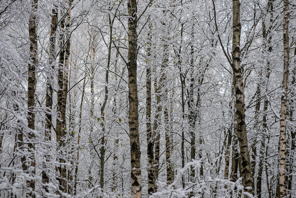deep snow in forest in winter. overcast day - Fotoğraf, Görsel