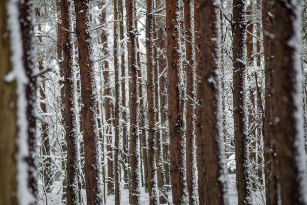 βαθύ χιόνι στο δάσος το χειμώνα. συννεφιασμένη μέρα - Φωτογραφία, εικόνα
