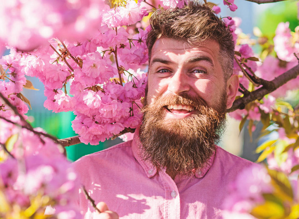 Hipster in pink shirt near branch of sakura. Harmony with nature concept. Bearded man with stylish haircut with sakura flowers on background. Man with beard and mustache on smiling face near flowers - Foto, Imagen