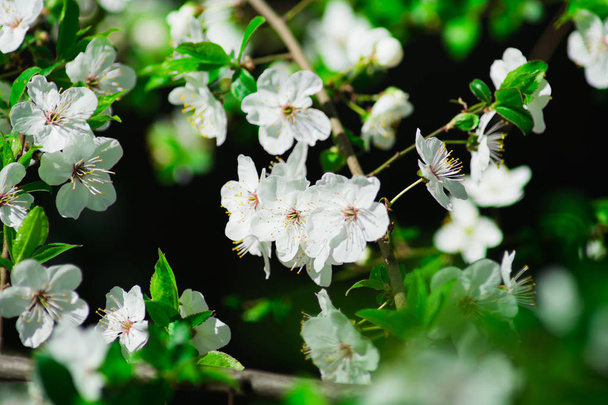 白い花と緑の葉が咲く桜の木の多くの枝 - 写真・画像