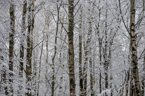 глибокий сніг у лісі взимку. звільнений день
 - Фото, зображення