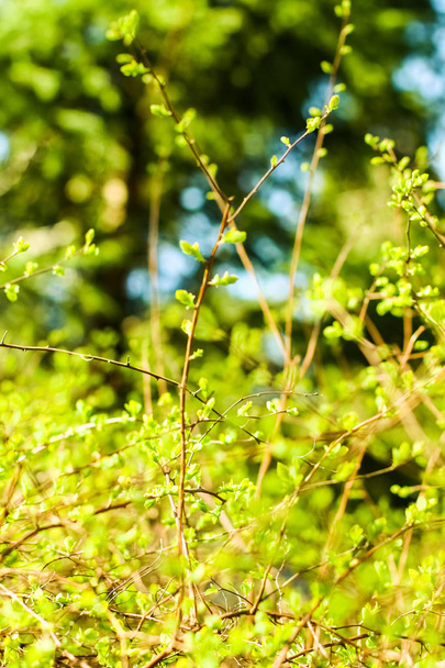 Zelené listí ve jarní době, přírodní pozadí - Fotografie, Obrázek