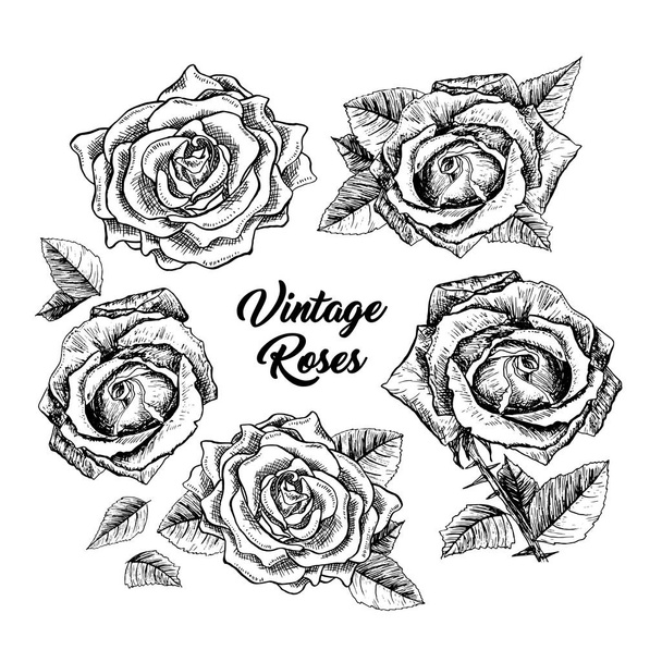 Rosas desenhado à mão esboço ilustrações conjunto
 - Vetor, Imagem