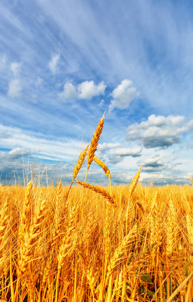 Orecchie di grano e cielo nuvoloso
 - Foto, immagini