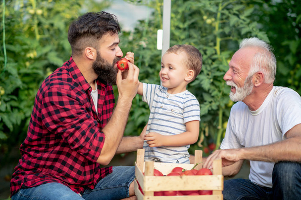 Grandfather,son and grandson working in greenhouse,picking tomatoes. The boy feeds hid dad. - Foto, imagen