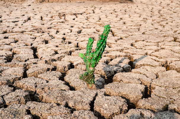 Κάκτος διογκωμένη και ξηρό χώμα σε άνυδρες περιοχές Πανόραμα τοπίου - Φωτογραφία, εικόνα