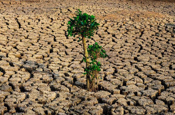 tree growing racked and dry soil in arid areas landscape panorama - Photo, Image