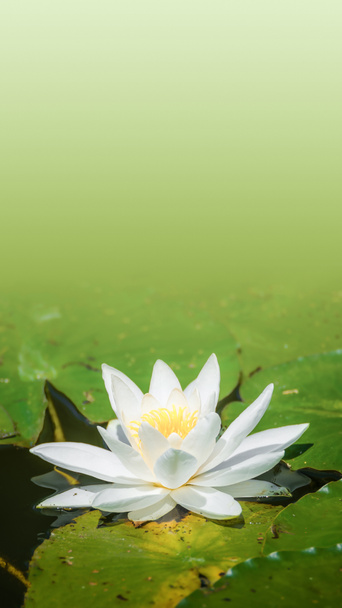 Gyönyörű tavirózsa, lótusz, úszó egy kis tavacska tavasszal  - Fotó, kép