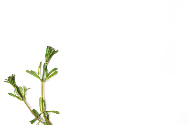 зелені гілки і листя на білому тлі. Плоский прошарок, вид зверху
 - Фото, зображення