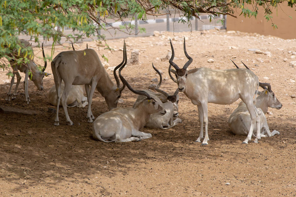 Un grupo o manada de Addax en peligro crítico (Addax nasomacula
) - Foto, imagen
