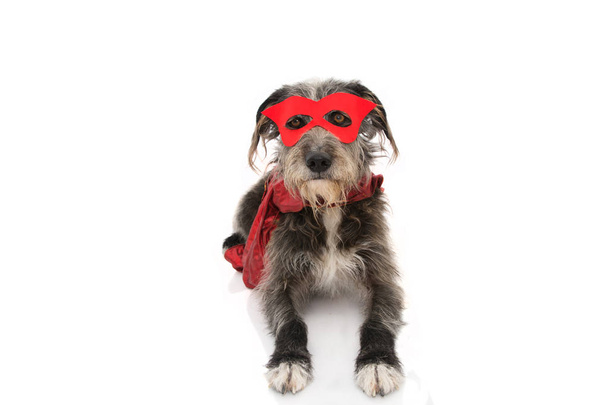 Hond super held kostuum. Funny puppy het dragen van een rood masker en een pet - Foto, afbeelding