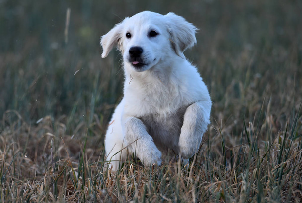 cane d'oro nel campo verde
 - Foto, immagini
