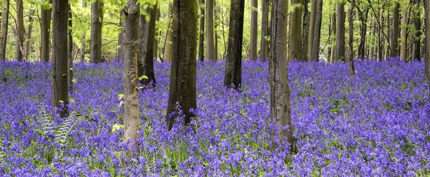 levendige bluebell tapijt voorjaar boslandschap - Foto, afbeelding