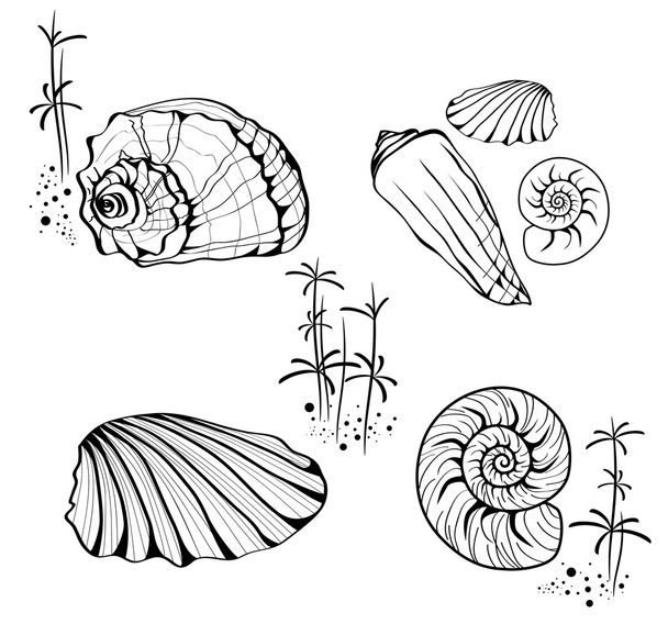 Sea Shells and Snails - Διάνυσμα, εικόνα