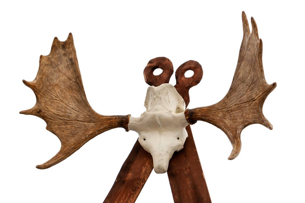 Imitation totem with a deer skull and horns. - Photo, Image