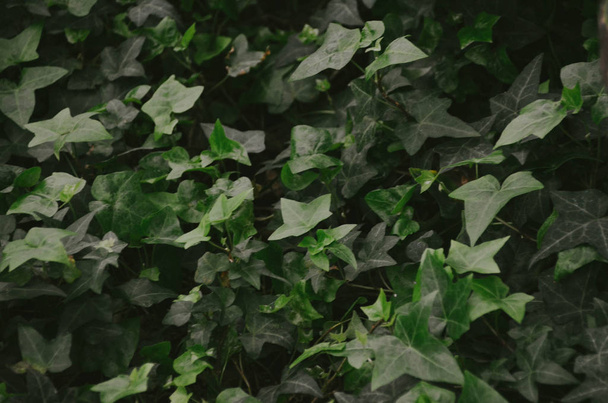 Темно-зеленый цветочный фон из свежих молодых листьев плюща
 - Фото, изображение