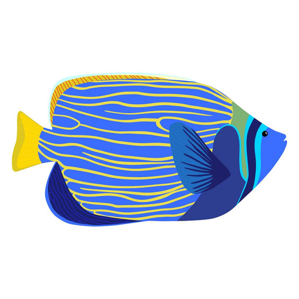 Empereur angelfish dessin animé illustration isolée. Imperméable Pomacanthus
 - Vecteur, image