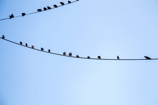 Pigeons perched on wire - Фото, изображение
