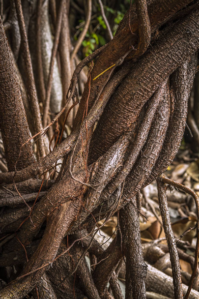 Ficus elastica múltiples raíces aéreas y de refuerzo de un primer plano sepia imagen
 - Foto, Imagen