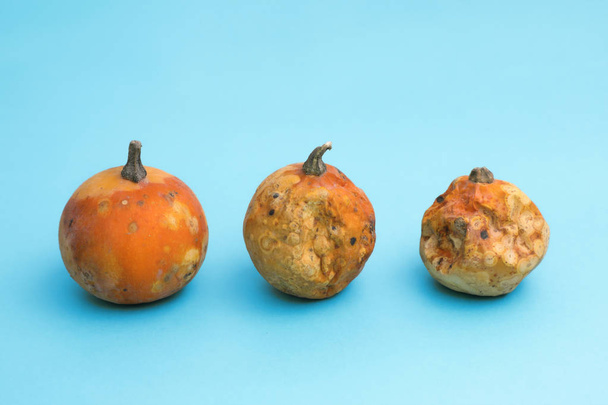 three ugly pumpkins . - Photo, Image