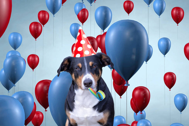 Αστείο χαριτωμένο σκυλί γιορτάζει το πάρτι γενεθλίων του, Appenzeller Senne - Φωτογραφία, εικόνα