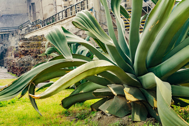 Large Agave Plant Templo Mayor Mexico City Mexico - Foto, imagen