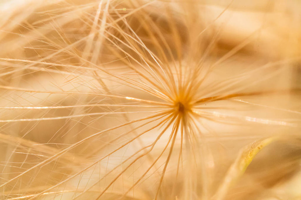 beautiful macro geometric dandelion seedpod - Photo, Image