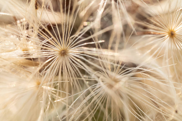 white dandelion seedling macro pattern - Photo, Image