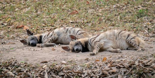 hiena rayada durmiendo
 - Foto, imagen
